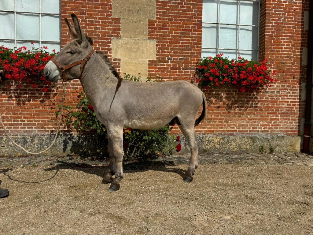 Mistral de Groucy