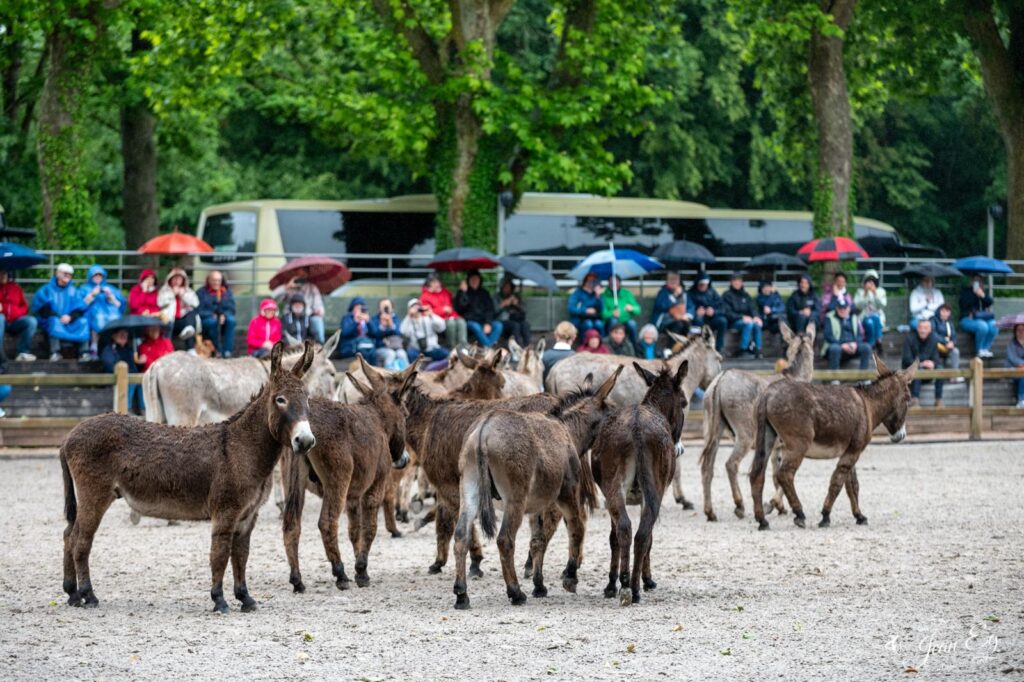 Spectacle des Jeudis du Pin