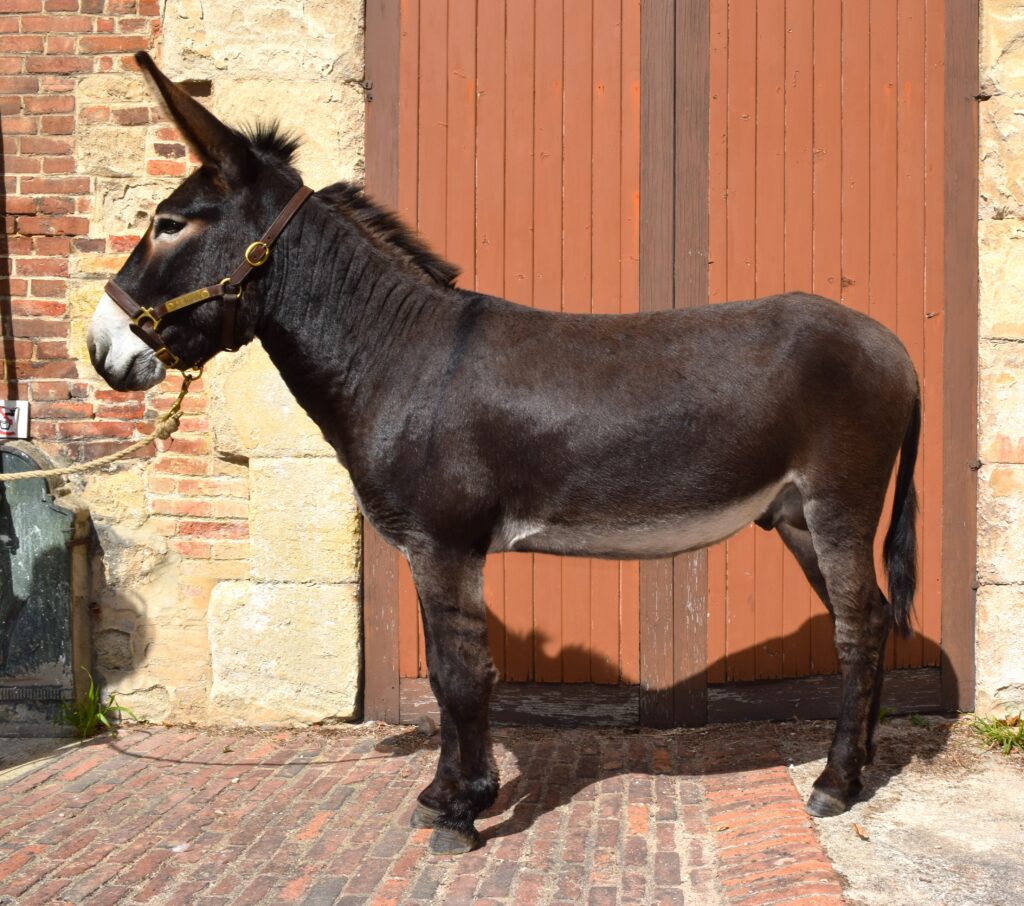 Nestor du Val au Cesn