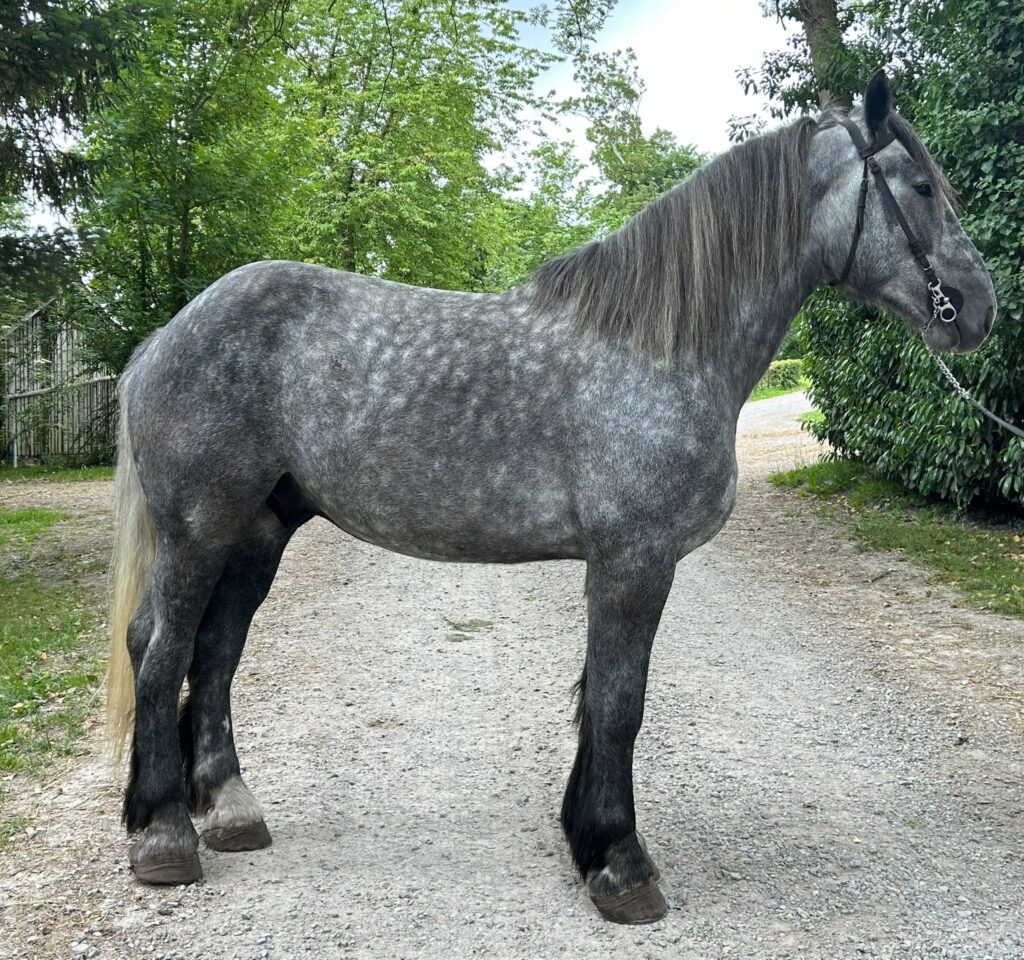 Lancelot Petite Ville
