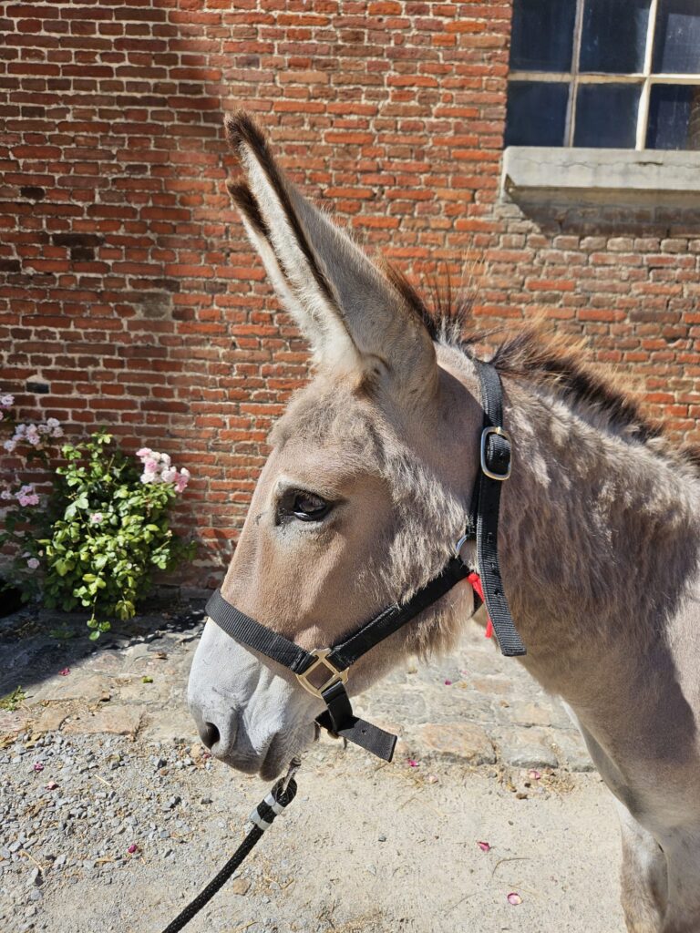 Merlin