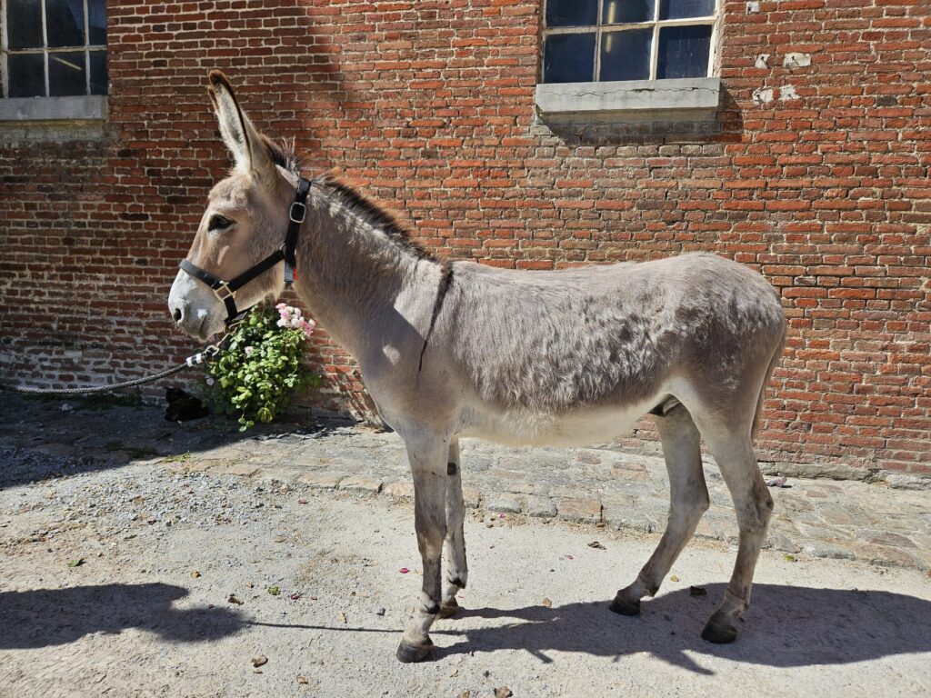 Merlin
