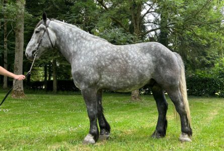 Lancelot Petite Ville