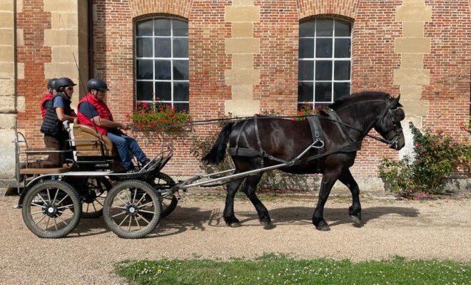 Habanos des Prairies, hongre brun, né en 2017