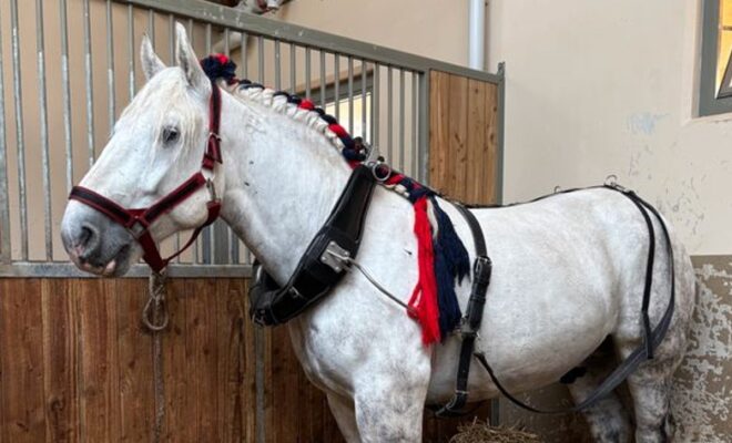 Leader du Boislandy, hongre gris, né en 2021