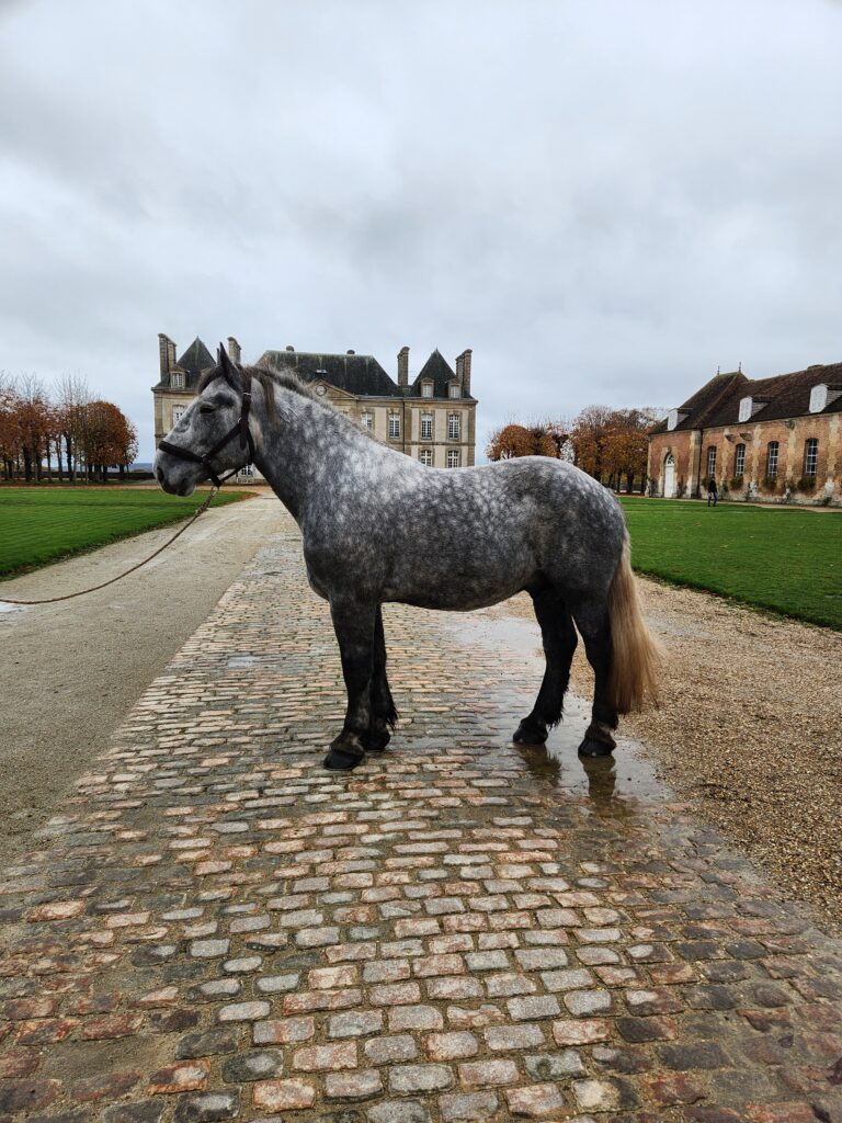 Lancelot Petite Ville, Vue profil