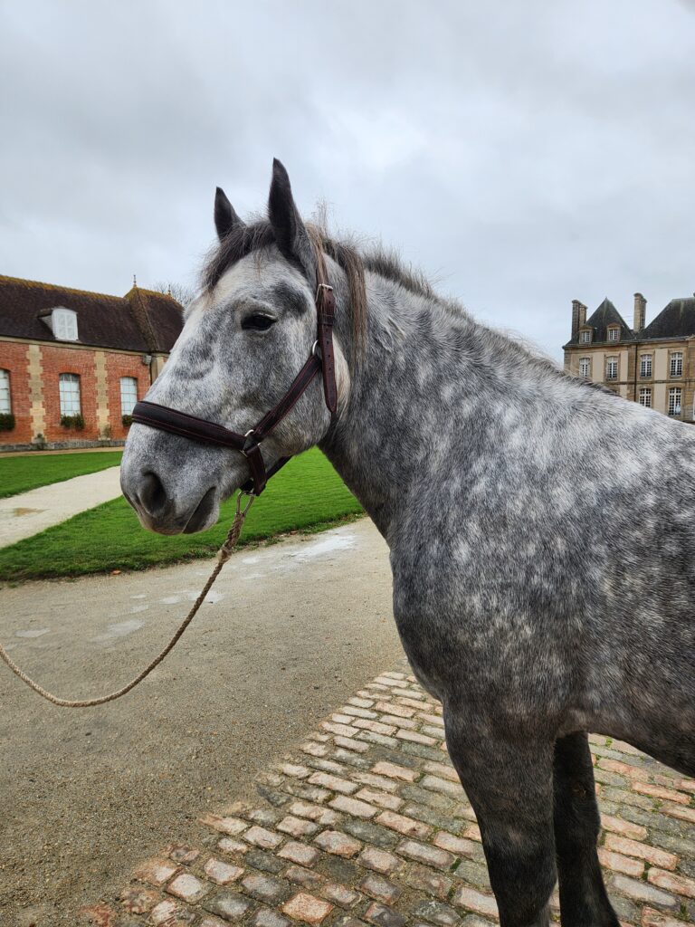 Lancelot Petite Ville, portrait