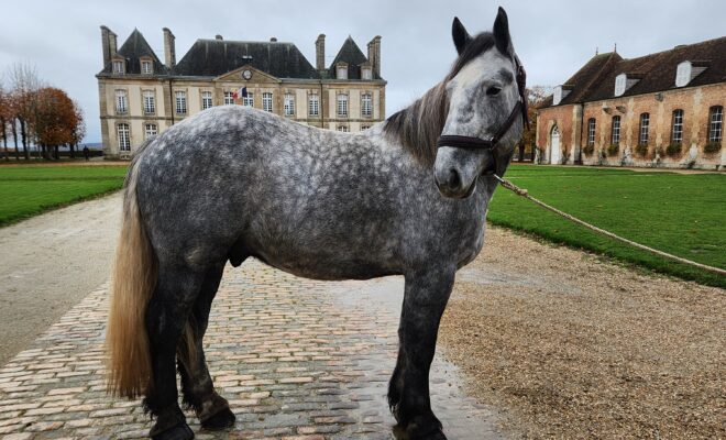 Lancelot, hongre gris, né en 2021
