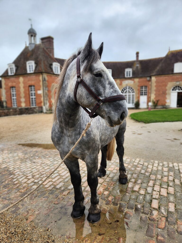 Lancelot Petite Ville, face