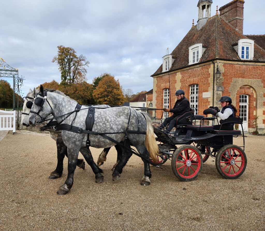 Lancelot Petite Ville, attelé en paire