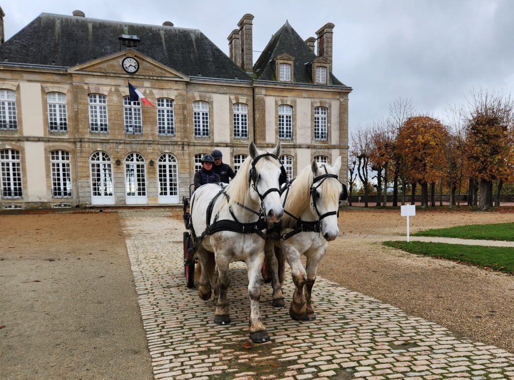 Lupin de Roulard, attelé en paire