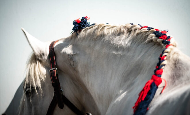 Percheron