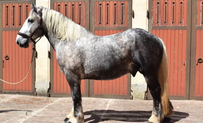 Mandrak Lacourtiniere