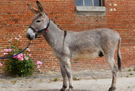 Obrac