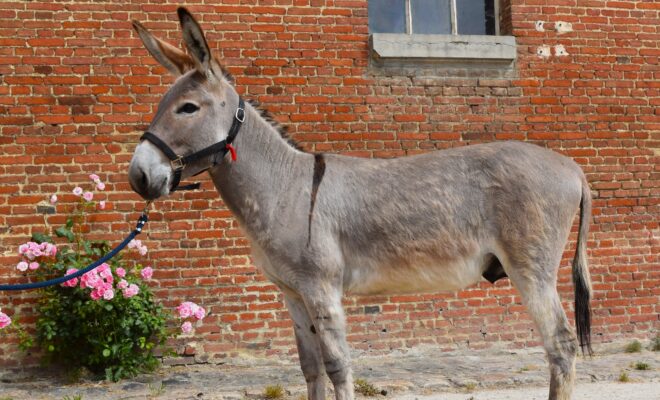 Obrac
