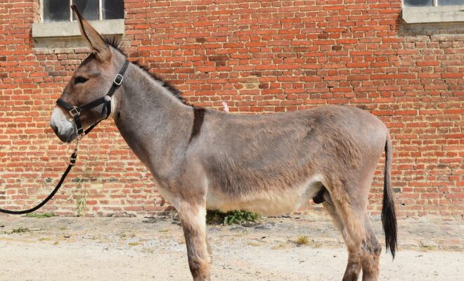 Oka de Villiers