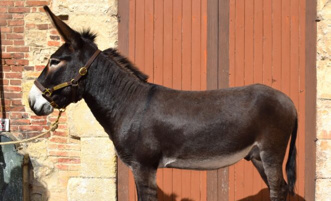 Nestor du Val au Cesn